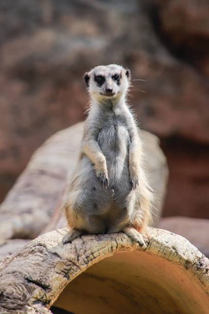 istock Alert Meerkat Standing Guard on a Log 2170490725