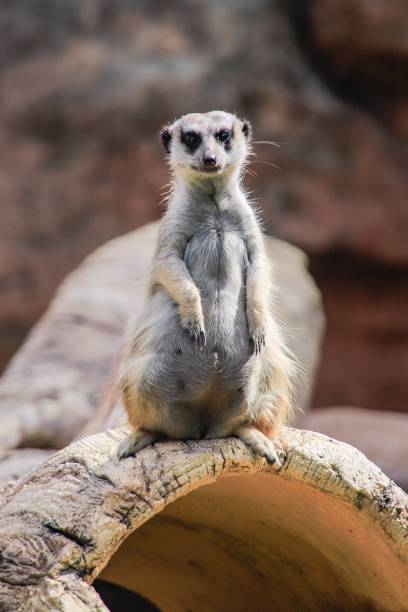 istock Alert Meerkat Standing Guard on a Log 2170490778