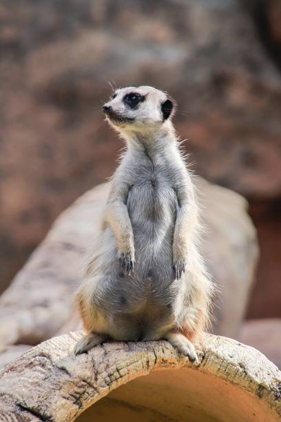 istock Alert Meerkat Standing Guard on a Log 2170490779