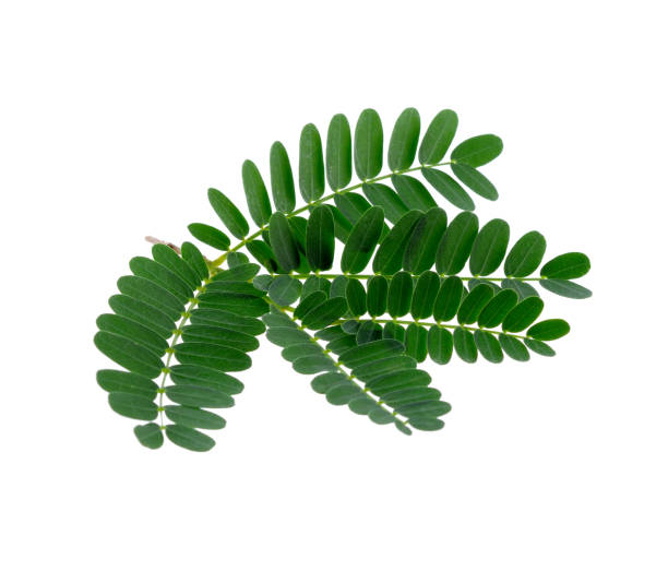 istock Tamarind leaves on white background 2170492164