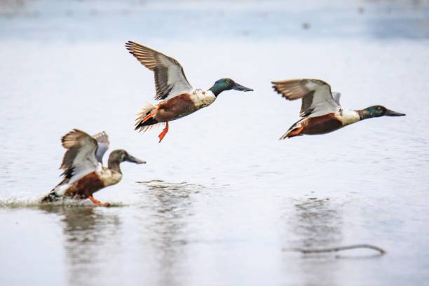 istock A Graceful Takeoff: Northern Shovelers Soaring Over the Water 2170492323