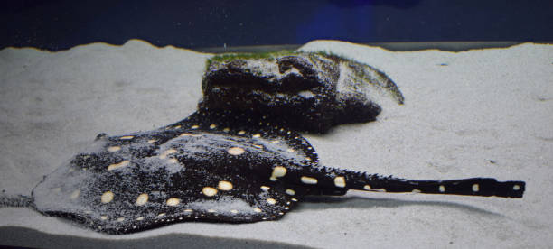 Stingray swimming in aquarium tank. Stingray closeup view