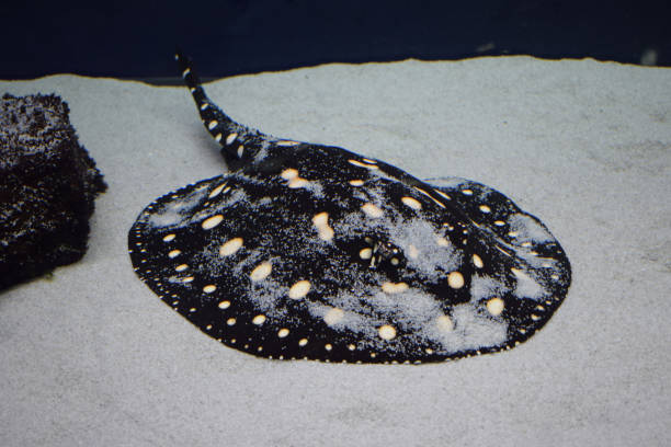 istock Stingray swimming in aquarium tank. Stingray closeup view 2170492335
