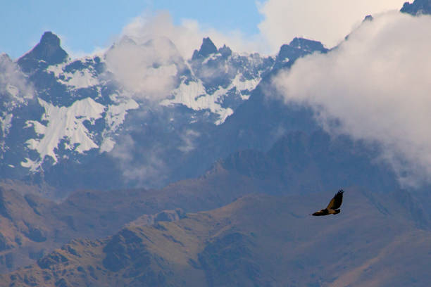 Bird in the high mountains Andes in Peru
