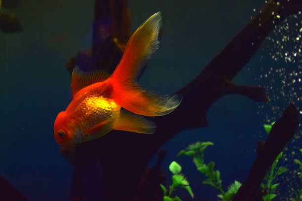 istock golden fish in a freshwater aquarium. 2170492918