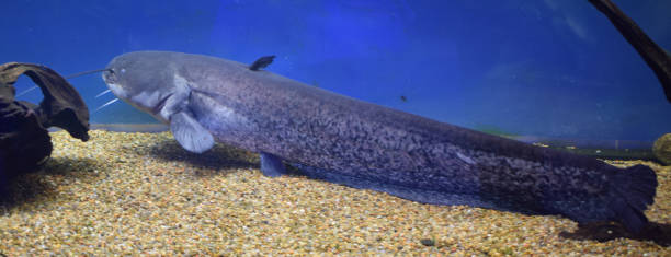 istock Channel catfish, Ictalurus punctatus, rest on sand bottom in biotope aquarium 2170493029