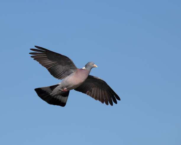 istock Common wood pigeon in flight with its wings spread open 2170493747
