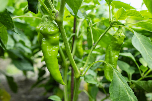 Green pepper plants at agricultural field.