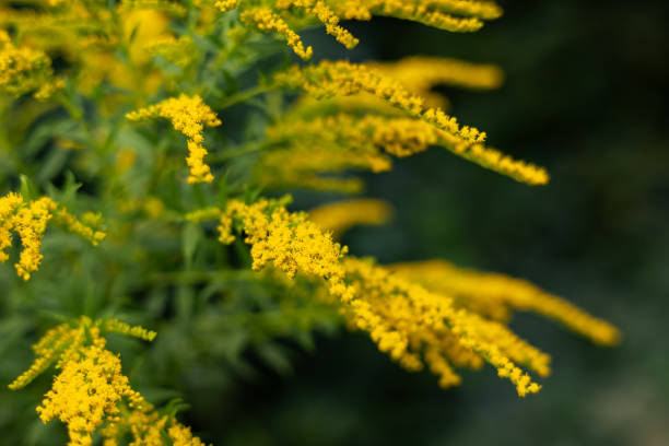 istock Solidago canadensis blooms wildly in nature in late summer 2170494543