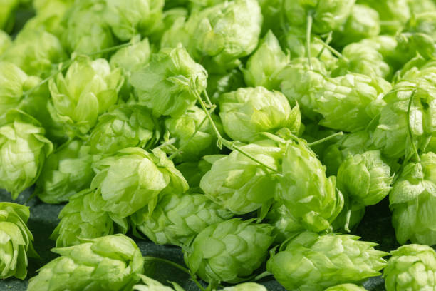 istock Fresh green hops cones for making beer and bread close up 2170495491