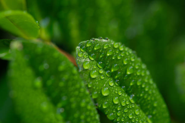 leaves wet in the rain