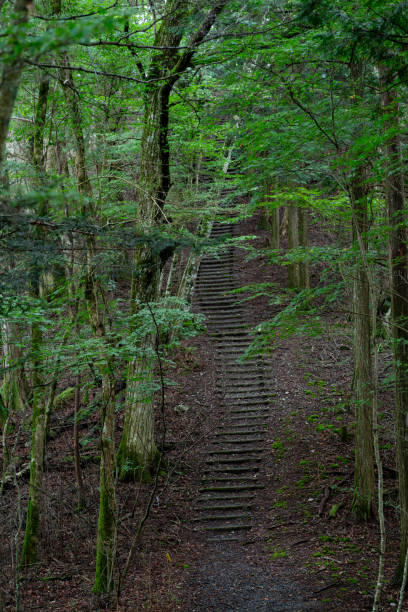 istock Walking through a refreshing forest of fresh greenery 2170496328