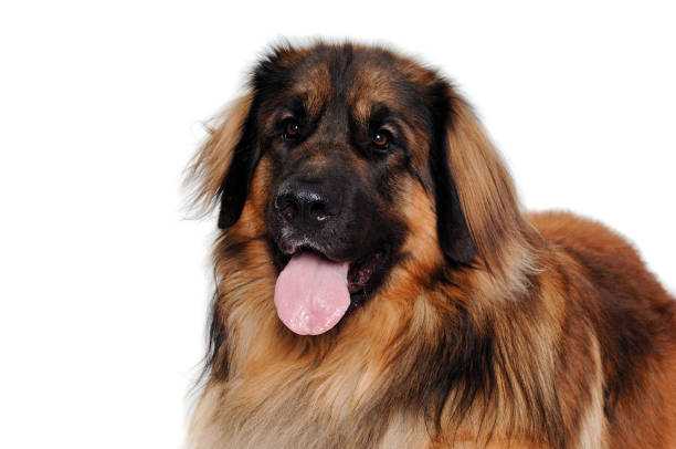 Leonberger dog is resting, isolated on a clean white background
