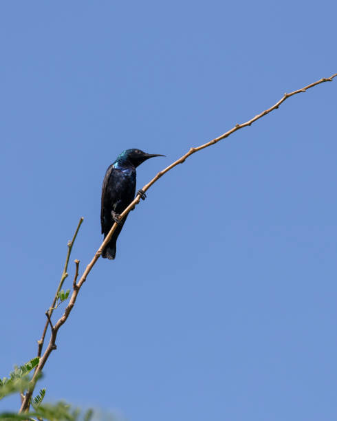 istock Purple sunbird perched on a thin branch of a plant 2170498901