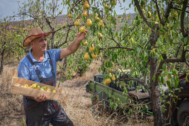 istock DIY, elderly man picking pears in the yard 2170501218