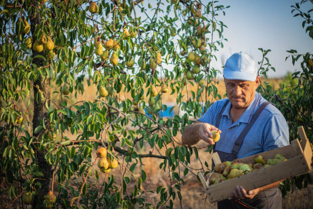 istock DIY, elderly man picking pears in the yard 2170501541