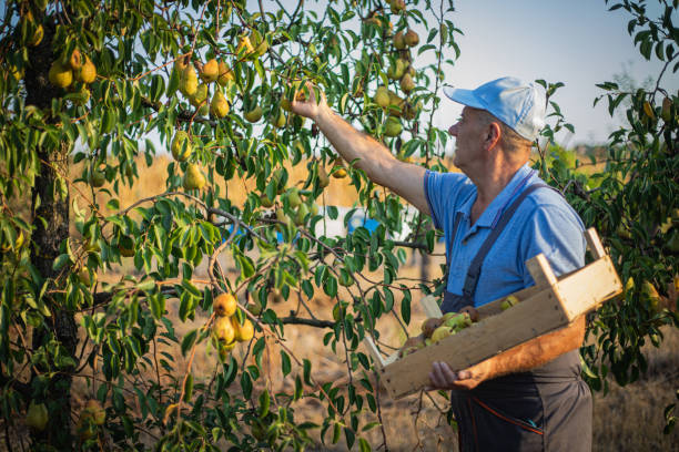 DIY, elderly man picking pears in the yard