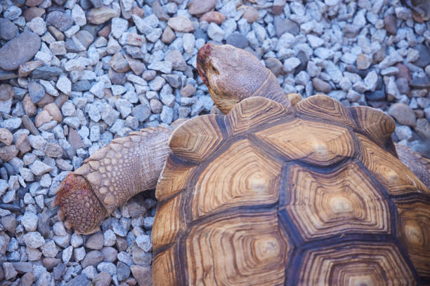 Large Madagascar turtle, close-up of the shell