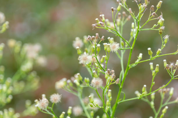 istock Tiny Blossoms with a Touch of Nature 2170505323