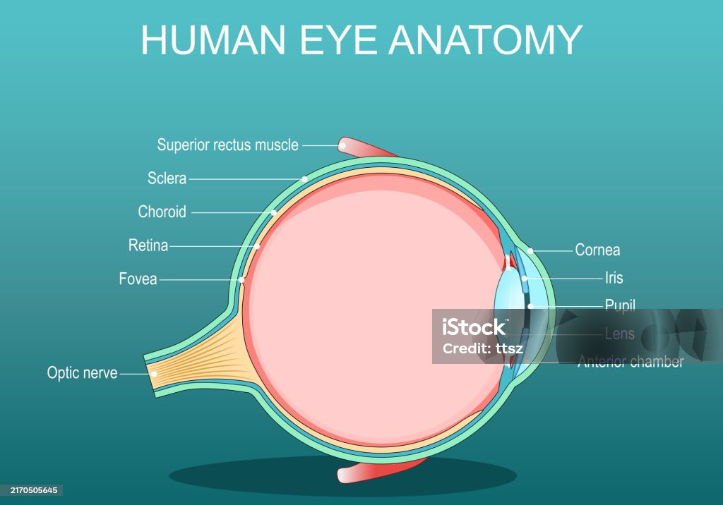 눈 해부학 인간 눈의 수직 단면 눈-신체 부분에 대한 스톡 벡터 아트 및 기타 이미지 - 눈-신체 부분, 각막, 측면 보기 ...