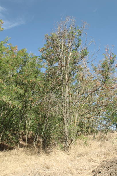 istock A group of trees in a field 2170506597
