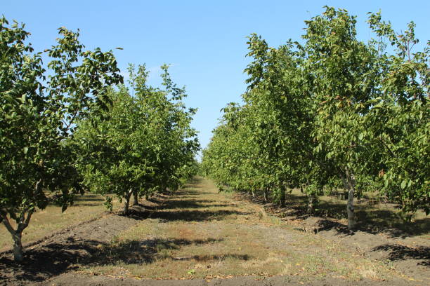 istock A group of trees in a field 2170506803