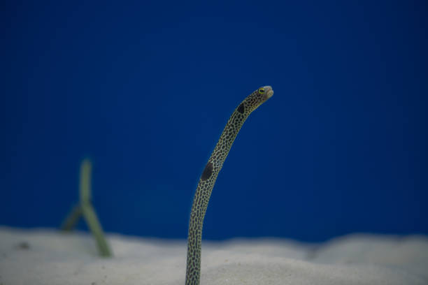 istock Spotted garden eel Heteroconger beautiful fish on wallpaper background. 2170508356
