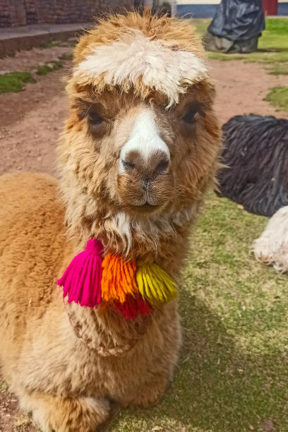 istock Funny Alpaka Lamas in Cusco, Peru 2170510573