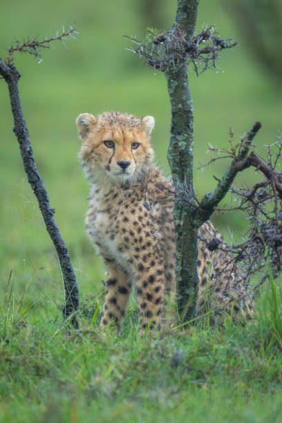 istock Cheetah cub sits under thornbush turning head 2170515743