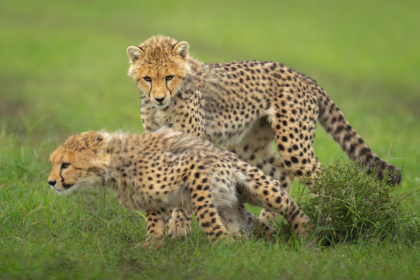 istock Cheetah cub standing over sibling on grass 2170515771