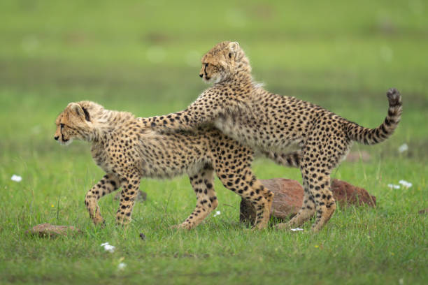 istock Cheetah cub stands leaning on another walking 2170515788