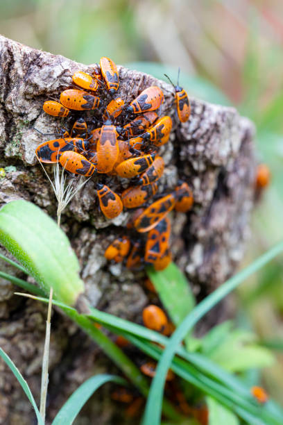 Close-up of a red wood bug.