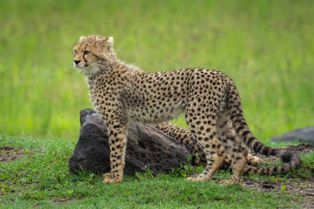 istock Cheetah cub stands near another by rock 2170515830