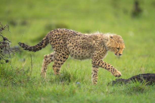 istock Cheetah cub walks towards log lifting paw 2170516626