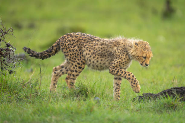 istock Cheetah cub walks towards log lifting forepaw 2170516659