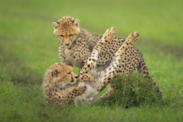 istock Cheetah cubs play on grass by bush 2170516756