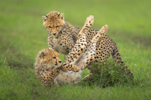 istock Cheetah cubs playing on grass by bush 2170516848