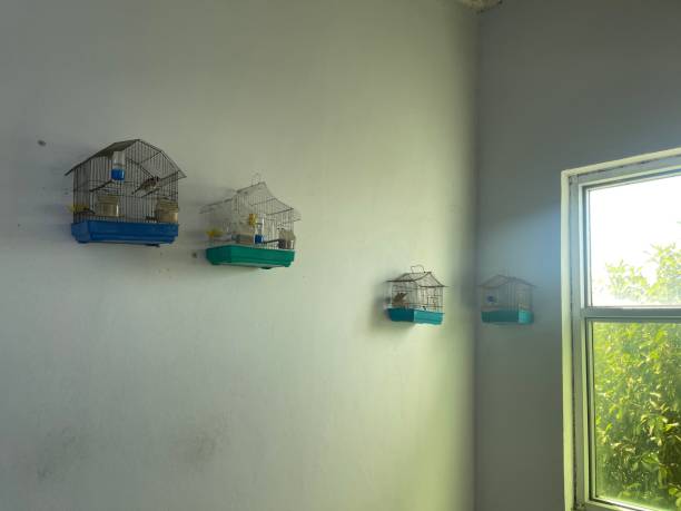 Several small birdcages hang on a wall near a window (somewhere in Albania)
