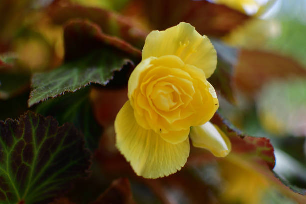Yellow Tulip in macro