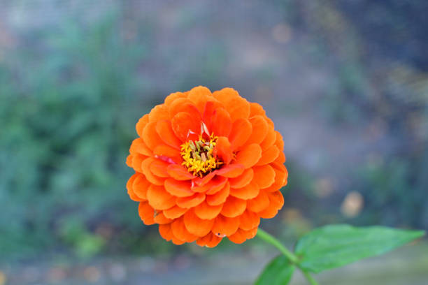 Flowers growing in a greenhouse