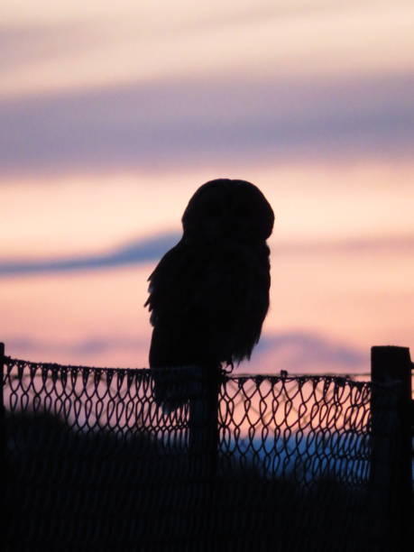 istock Tawny Owl in the evening 2170517875