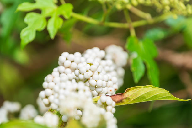 A close-up shot of clusters of white beautyberries (Callicarpa dichotoma) hanging from a branch. The delicate berries stand out against the lush green leaves, capturing the intricate details and textures of the natural surroundings. The soft bokeh in the background adds a dreamy feel to the composition.