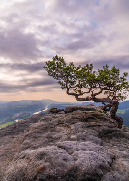 istock Crooked pine tree growing on rock. Sunset beautiful sky.  Elbe River flows below. Saxon Switzerland National Park, Germany. Hiking. Travel. 2170519255