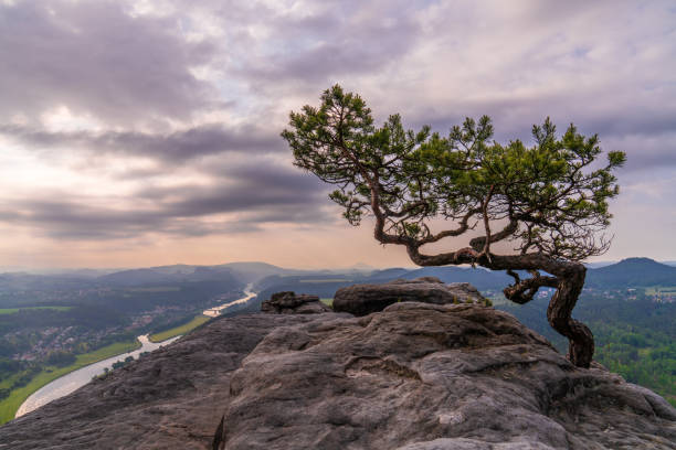 istock Crooked pine tree growing on rock. Sunset beautiful sky.  Elbe River flows below. Saxon Switzerland National Park, Germany. Hiking. Travel 2170519259