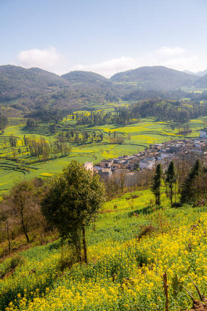 istock Yellow and green rapeseed flower field in Luoping, China 2170519903