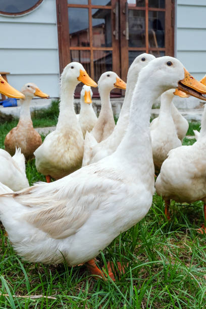 istock Many white ducks are walking on green grass 2170521208