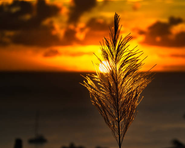 Beautiful golden sunset behind sugarcane flower over the ocean, Mahe Seychelles