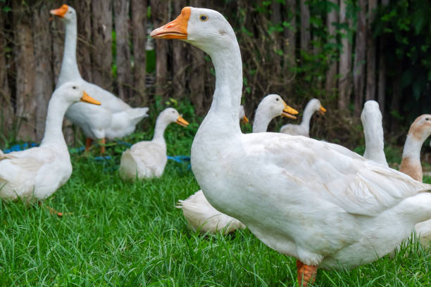 istock White goose standing on green grass with other geese looking around 2170521260