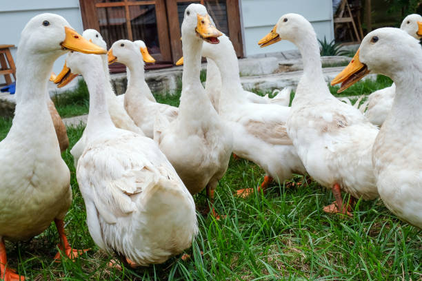 istock Many white ducks are walking on green grass 2170521353