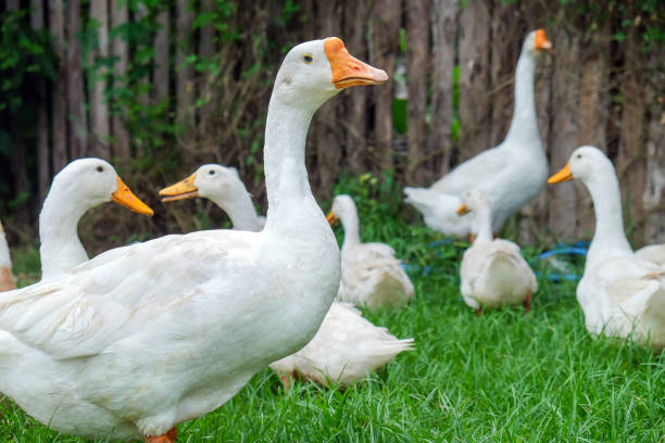 istock White goose standing on green grass with other geese looking around 2170521412